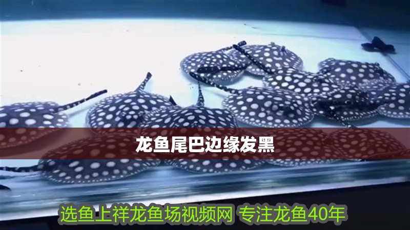 龍魚尾巴邊緣發黑 龍魚尾巴邊緣發黑 龍魚百科 第2張