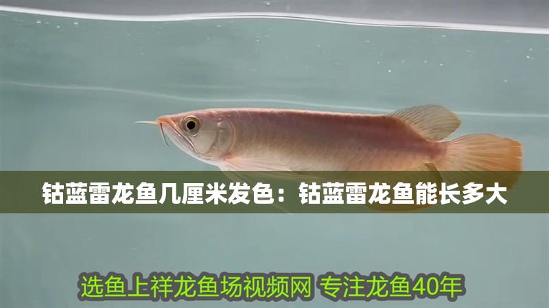 鈷藍雷龍魚幾厘米發色：鈷藍雷龍魚能長多大