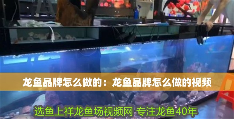 龍魚品牌怎么做的：龍魚品牌怎么做的視頻