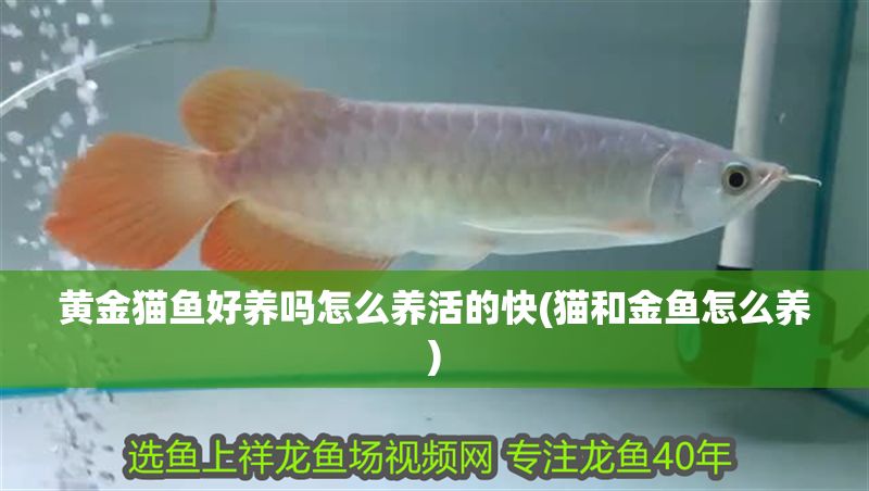 黃金貓魚好養(yǎng)嗎怎么養(yǎng)活的快(貓和金魚怎么養(yǎng)) 黃金貓魚好養(yǎng)嗎怎么養(yǎng)活的快(貓和金魚怎么養(yǎng)) 黃金貓魚百科 第1張
