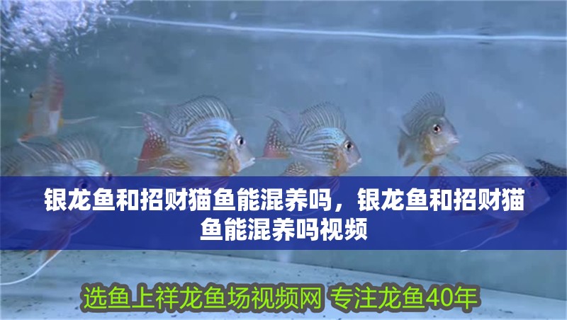 銀龍魚和招財(cái)貓魚能混養(yǎng)嗎，銀龍魚和招財(cái)貓魚能混養(yǎng)嗎視頻 銀龍魚和招財(cái)貓魚能混養(yǎng)嗎，銀龍魚和招財(cái)貓魚能混養(yǎng)嗎視頻 銀龍魚百科