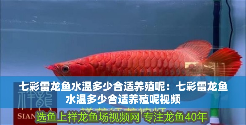 七彩雷龍魚水溫多少合適養殖呢：七彩雷龍魚水溫多少合適養殖呢視頻