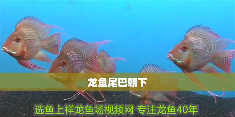 龍魚尾巴朝下 龍魚百科 第2張 龍魚尾巴朝下 龍魚尾巴朝下 龍魚百科 第2張