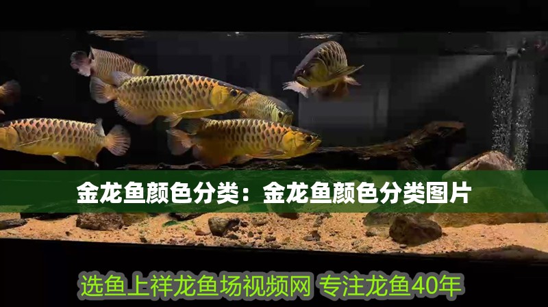 金龍魚顏色分類：金龍魚顏色分類圖片