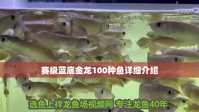 賽級藍底金龍100種魚詳細介紹 龍魚百科 第1張 賽級藍底金龍100種魚詳細介紹 賽級藍底金龍100種魚詳細介紹 龍魚百科 第1張