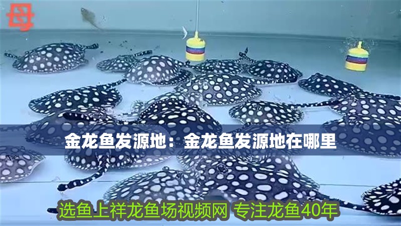 金龍魚發源地:金龍魚發源地在哪里 水族問答 金龍魚發源地:金龍魚發源地在哪里 金龍魚發源地:金龍魚發源地在哪里 水族問答