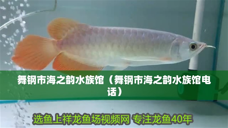舞鋼市海之韻水族館(舞鋼市海之韻水族館電話) 全國水族館企業(yè)名錄 第1張 舞鋼市海之韻水族館(舞鋼市海之韻水族館電話) 舞鋼市海之韻水族館(舞鋼市海之韻水族館電話) 全國水族館企業(yè)名錄 第1張