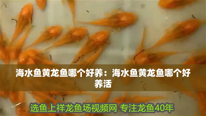 海水魚黃龍魚哪個好養(yǎng)：海水魚黃龍魚哪個好養(yǎng)活