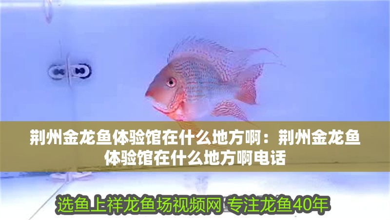 荊州金龍魚體驗館在什么地方啊：荊州金龍魚體驗館在什么地方啊電話