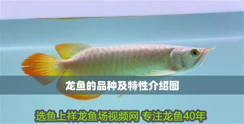 龍魚的品種及特性介紹圖 龍魚的品種及特性介紹圖 龍魚百科 第2張