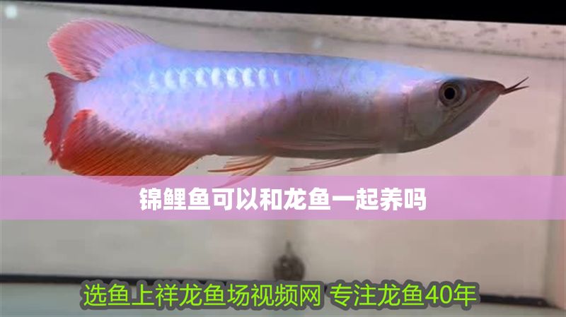 錦鯉魚(yú)可以和龍魚(yú)一起養(yǎng)嗎