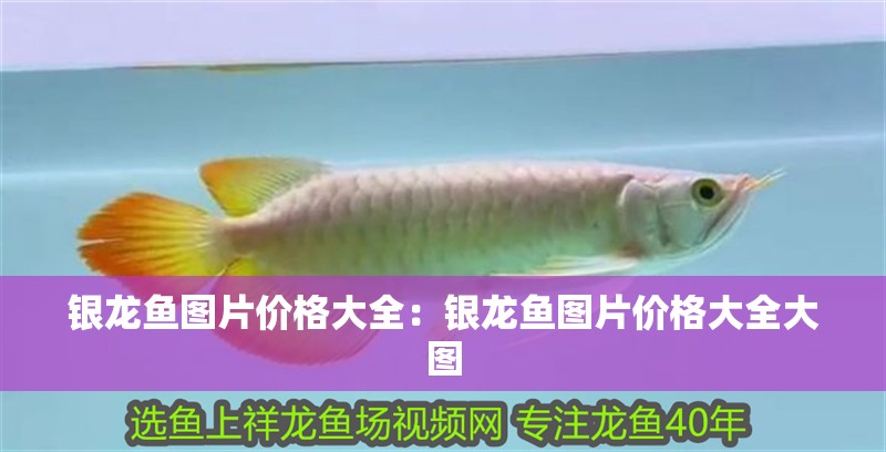 搬家公司魚缸搬碎了：搬家公司摔碎魚缸怎么辦？