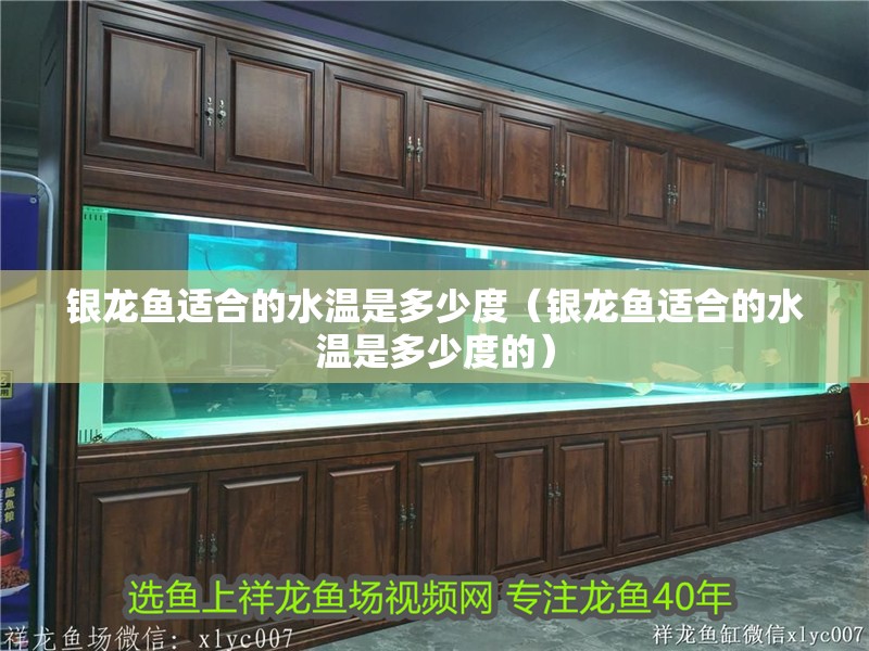 銀龍魚適合的水溫是多少度（銀龍魚適合的水溫是多少度的）