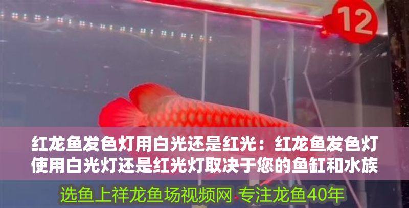 紅龍魚發(fā)色燈用白光還是紅光：紅龍魚發(fā)色燈使用白光燈還是紅光燈取決于您的魚缸和水族箱的光照