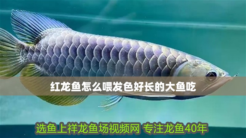 紅龍魚怎么喂發色好長的大魚吃