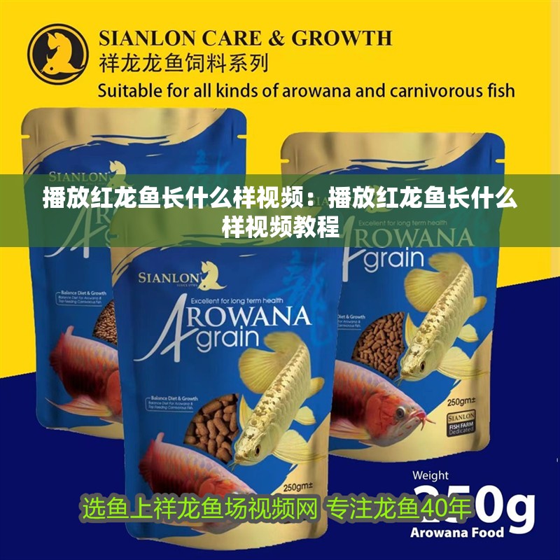 播放紅龍魚長什么樣視頻：播放紅龍魚長什么樣視頻教程 播放紅龍魚長什么樣視頻：播放紅龍魚長什么樣視頻教程 水族問答