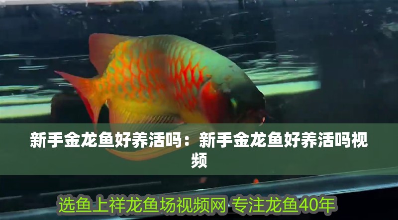 新手金龍魚好養活嗎：新手金龍魚好養活嗎視頻