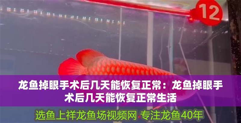 龍魚掉眼手術后幾天能恢復正常：龍魚掉眼手術后幾天能恢復正常生活