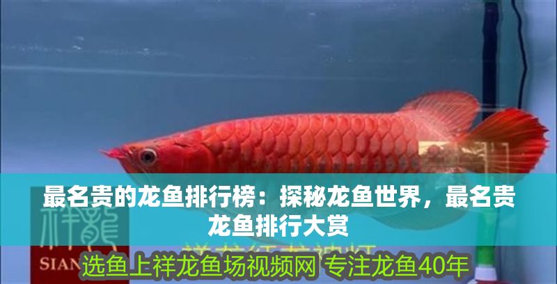 最名貴的龍魚排行榜：探秘龍魚世界，最名貴龍魚排行大賞