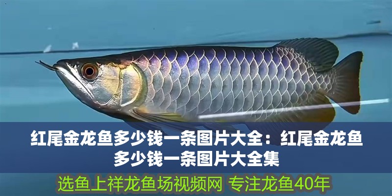 紅尾金龍魚多少錢一條圖片大全：紅尾金龍魚多少錢一條圖片大全集