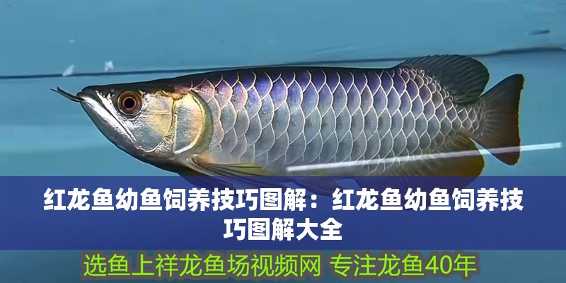 紅龍魚幼魚飼養(yǎng)技巧圖解：紅龍魚幼魚飼養(yǎng)技巧圖解大全