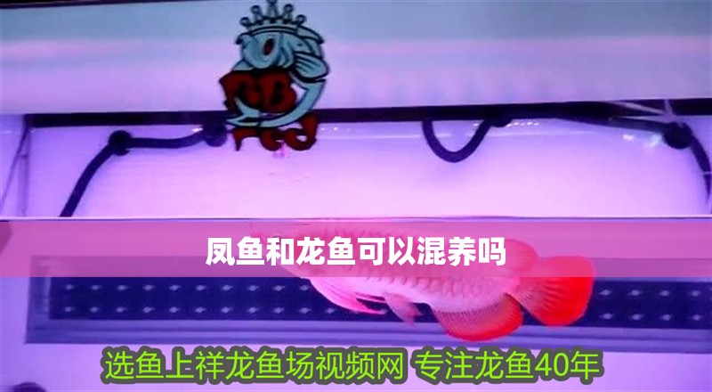 鳳魚和龍魚可以混養嗎 鳳魚和龍魚可以混養嗎 龍魚百科 第1張