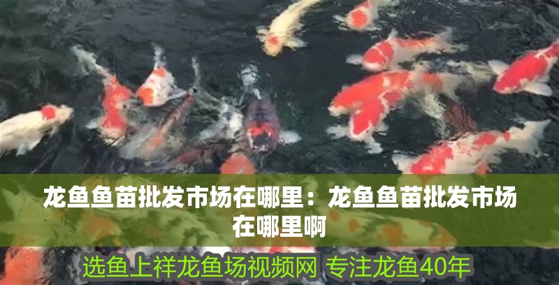 龍魚魚苗批發市場在哪里：龍魚魚苗批發市場在哪里啊