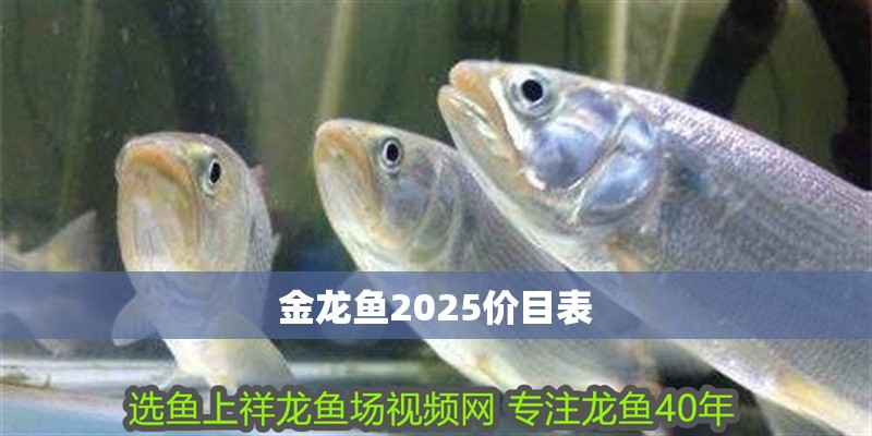 金龍魚2025價目表