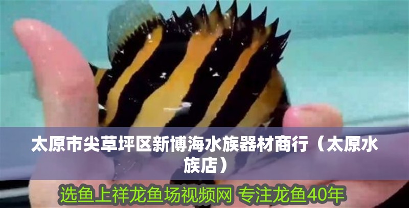 太原市尖草坪區新博海水族器材商行(太原水族店) 全國水族館企業名錄 第1張 太原市尖草坪區新博海水族器材商行(太原水族店) 太原市尖草坪區新博海水族器材商行(太原水族店) 全國水族館企業名錄 第1張