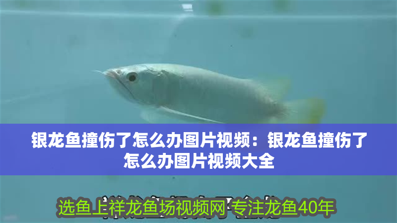 銀龍魚撞傷了怎么辦圖片視頻：銀龍魚撞傷了怎么辦圖片視頻大全