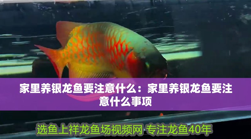 家里養(yǎng)銀龍魚要注意什么：家里養(yǎng)銀龍魚要注意什么事項(xiàng)