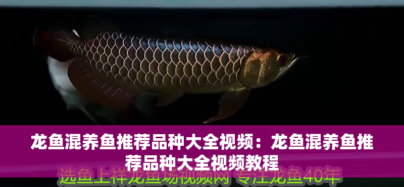 龍魚混養魚推薦品種大全視頻:龍魚混養魚推薦品種大全視頻教程 水族問答 龍魚混養魚推薦品種大全視頻:龍魚混養魚推薦品種大全視頻教程 龍魚混養魚推薦品種大全視頻:龍魚混養魚推薦品種大全視頻教程 水族問答