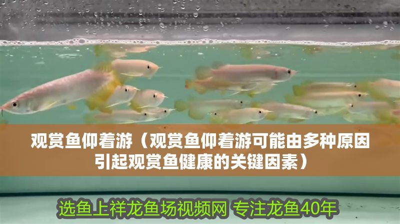 觀賞魚仰著游（觀賞魚仰著游可能由多種原因引起觀賞魚健康的關鍵因素） 觀賞魚仰著游（觀賞魚仰著游可能由多種原因引起觀賞魚健康的關鍵因素） 錦鯉魚百科 第2張