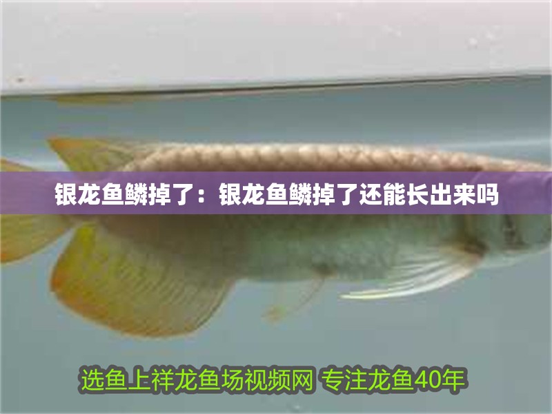 銀龍魚鱗掉了：銀龍魚鱗掉了還能長出來嗎 銀龍魚鱗掉了：銀龍魚鱗掉了還能長出來嗎 水族問答