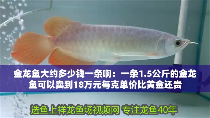 金龍魚大約多少錢一條啊：一條1.5公斤的金龍魚可以賣到18萬元每克單價比黃金還貴