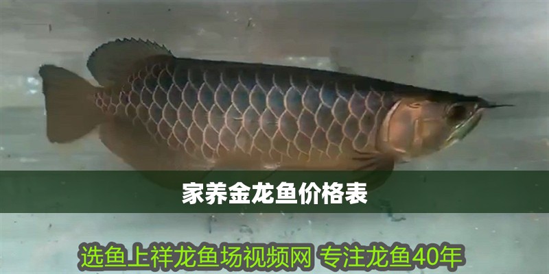 家養金龍魚價格表