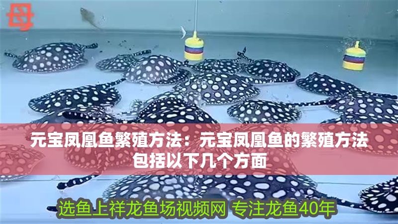 元寶鳳凰魚繁殖方法：元寶鳳凰魚的繁殖方法包括以下幾個(gè)方面