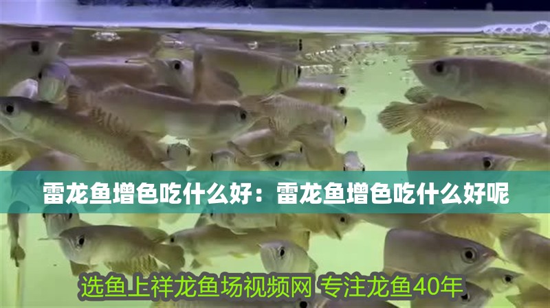 魟魚品相挑選：如何挑選一只健康的魟魚