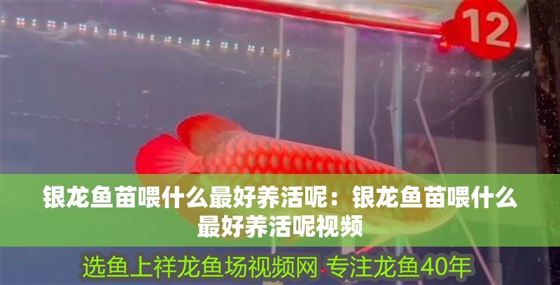 銀龍魚苗喂什么最好養活呢：銀龍魚苗喂什么最好養活呢視頻