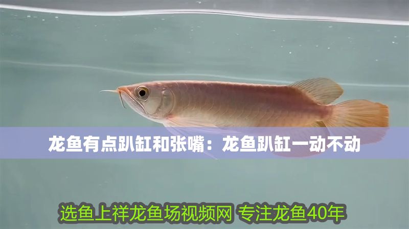 龍魚有點趴缸和張嘴:龍魚趴缸一動不動 龍魚百科 第1張 龍魚有點趴缸和張嘴:龍魚趴缸一動不動 龍魚有點趴缸和張嘴:龍魚趴缸一動不動 龍魚百科 第1張
