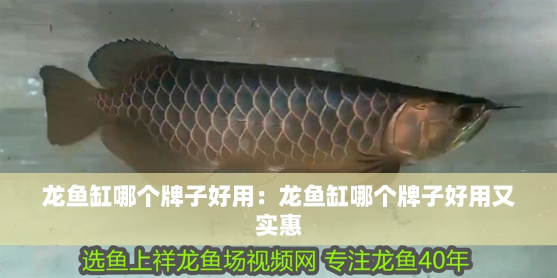 龍魚缸哪個(gè)牌子好用：龍魚缸哪個(gè)牌子好用又實(shí)惠 龍魚缸哪個(gè)牌子好用：龍魚缸哪個(gè)牌子好用又實(shí)惠 水族問答