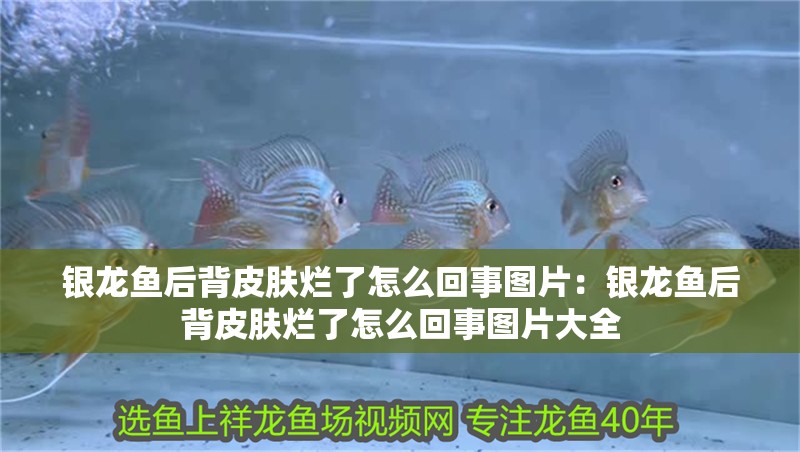 銀龍魚后背皮膚爛了怎么回事圖片：銀龍魚后背皮膚爛了怎么回事圖片大全