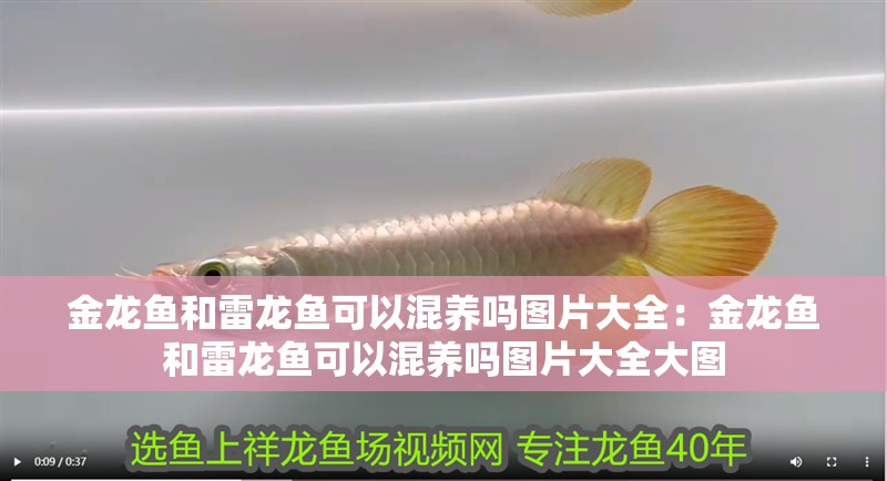 金龍魚和雷龍魚可以混養嗎圖片大全：金龍魚和雷龍魚可以混養嗎圖片大全大圖