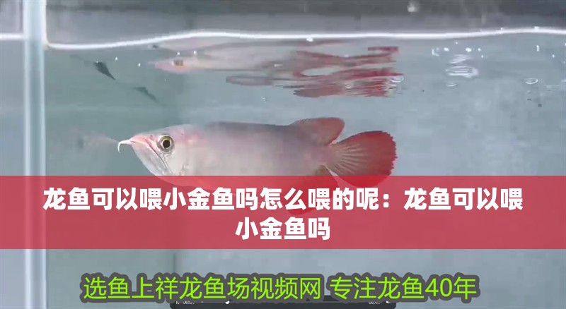 龍魚可以喂小金魚嗎怎么喂的呢:龍魚可以喂小金魚嗎 龍魚百科 第2張 龍魚可以喂小金魚嗎怎么喂的呢:龍魚可以喂小金魚嗎 龍魚可以喂小金魚嗎怎么喂的呢:龍魚可以喂小金魚嗎 龍魚百科 第2張