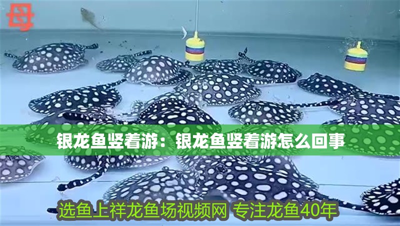 銀龍魚豎著游：銀龍魚豎著游怎么回事