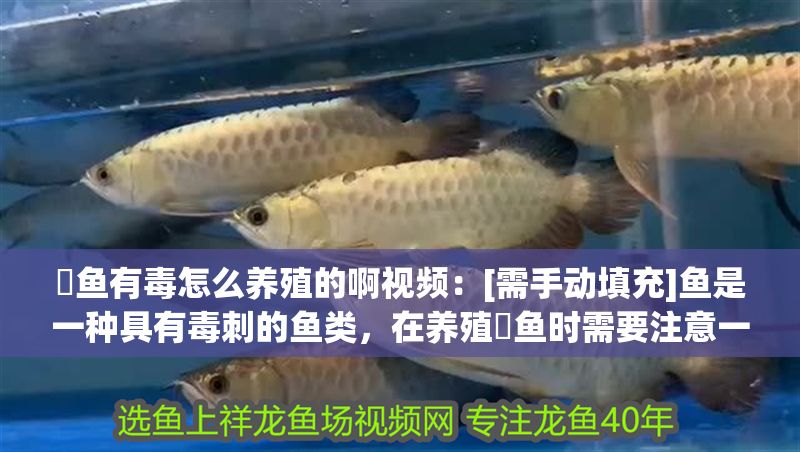 魟魚有毒怎么養(yǎng)殖的啊視頻：[需手動(dòng)填充]魚是一種具有毒刺的魚類，在養(yǎng)殖魟魚時(shí)需要注意一些關(guān)鍵因素 魟魚有毒怎么養(yǎng)殖的啊視頻：[需手動(dòng)填充]魚是一種具有毒刺的魚類，在養(yǎng)殖魟魚時(shí)需要注意一些關(guān)鍵因素 魟魚百科 第2張