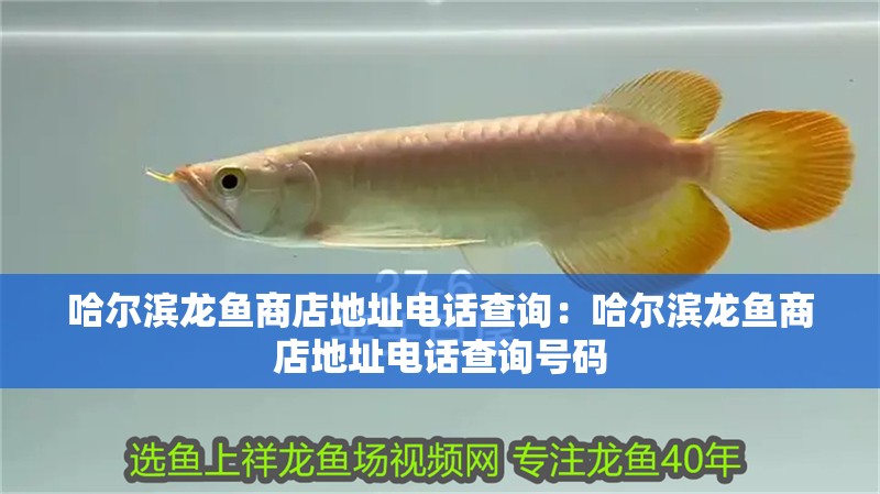 哈爾濱龍魚商店地址電話查詢：哈爾濱龍魚商店地址電話查詢號碼