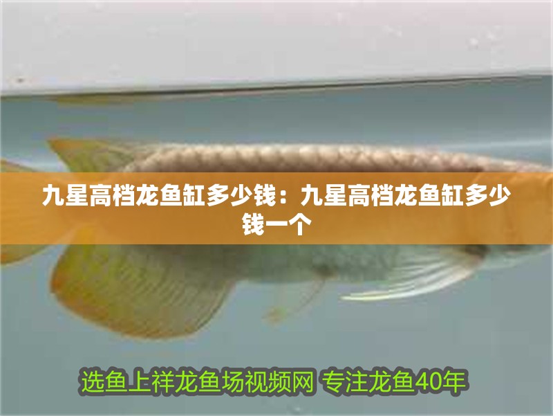 九星高檔龍魚缸多少錢：九星高檔龍魚缸多少錢一個