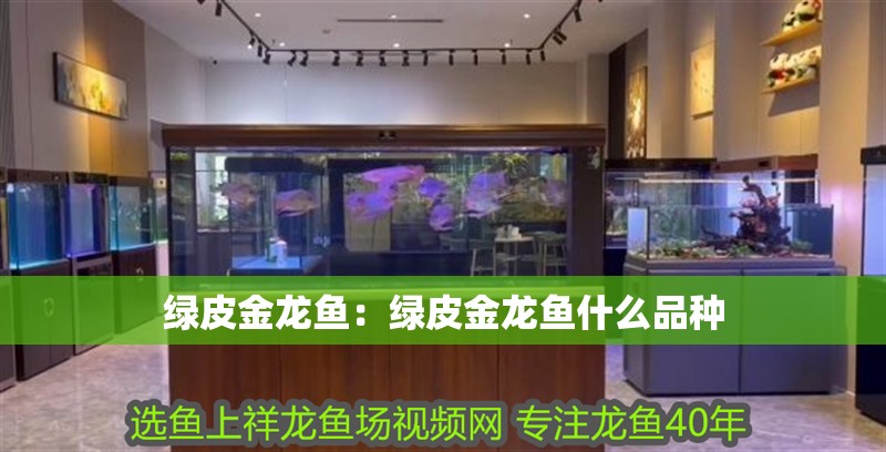 綠皮金龍魚：綠皮金龍魚什么品種