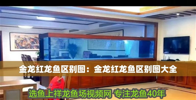 金龍紅龍魚區別圖：金龍紅龍魚區別圖大全